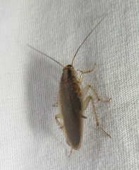 Blattella germanica