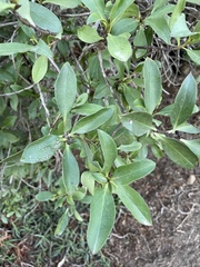 Myoporum laetum