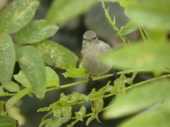 Camptostoma obsoletum