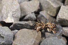 Callopistria repleta