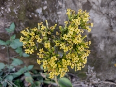 Kalanchoe densiflora