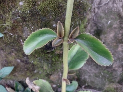 Kalanchoe densiflora