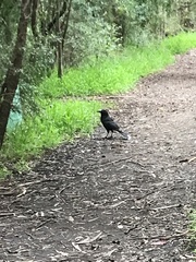 Strepera versicolor arguta