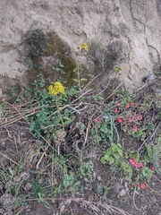 Kalanchoe densiflora