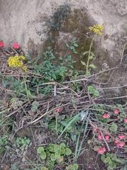 Kalanchoe densiflora