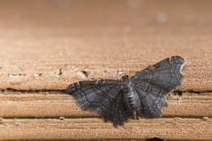 Hastina caeruleolineata