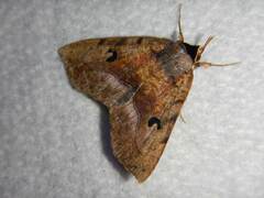 Goniocarsia