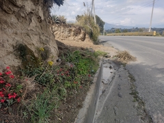 Kalanchoe densiflora