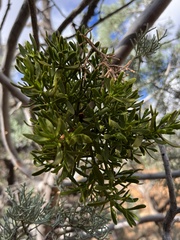 Phoradendron bolleanum