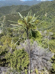 Pseudopanax crassifolius