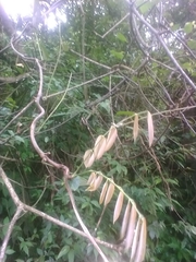 Millettia pachycarpa