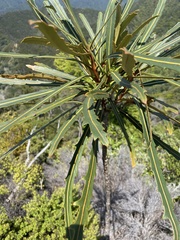 Pseudopanax crassifolius
