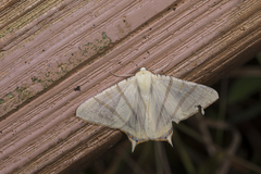 Ourapteryx sciticaudaria