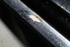 Cyclophora pendulinaria