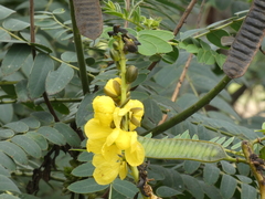Senna didymobotrya