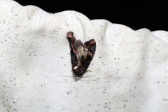 Homophoberia apicosa