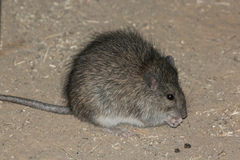 Rattus villosissimus