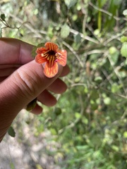 Rhabdothamnus solandri