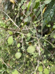 Rhabdothamnus solandri