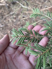 Abies concolor