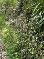 Rhabdothamnus solandri