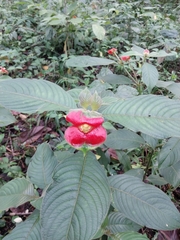 Palicourea tomentosa