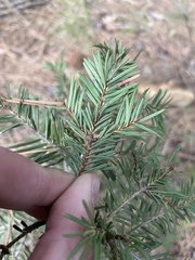 Abies concolor
