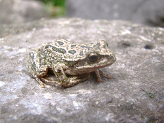 Gastrotheca marsupiata