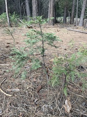 Abies concolor