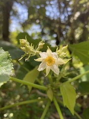 Entelea arborescens