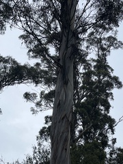 Eucalyptus