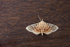 Pagyda auroralis