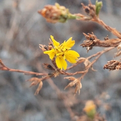 Deinandra fasciculata