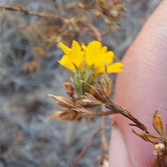 Deinandra fasciculata