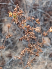 Deinandra fasciculata