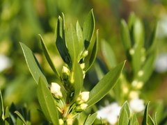 Myoporum montanum