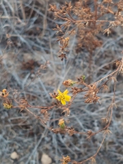 Deinandra fasciculata