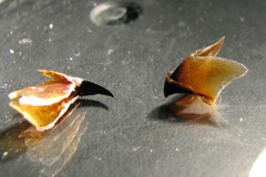Gonatus fabricii
