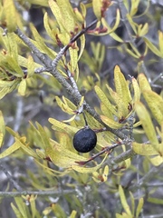 Cneoridium dumosum