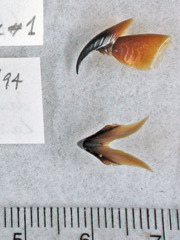 Gonatus fabricii