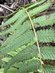 Nephrolepis brownii