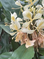 Hedychium flavescens