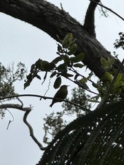 Chlorodrepanis virens