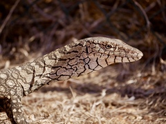 Varanus giganteus