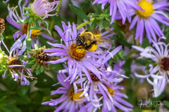 Melissodes dentiventris