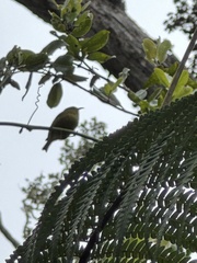Chlorodrepanis virens