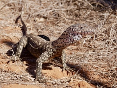 Varanus giganteus