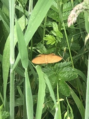 Chrysolarentia correlata