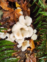 Pleurocybella porrigens