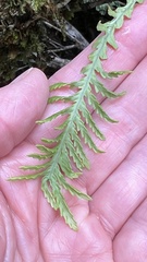 Notogrammitis heterophylla